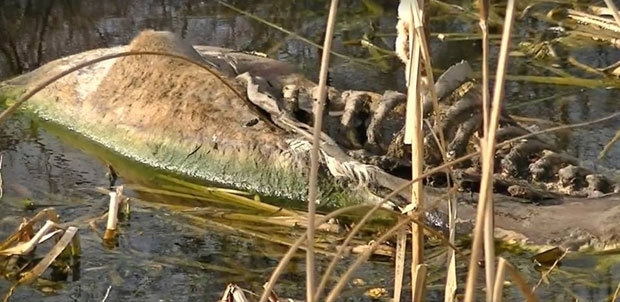 Мртва стока плута Бегејом, прети и зараза!